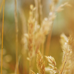 Whey, Soy, or Vegetable Protein Powder For Smoothies