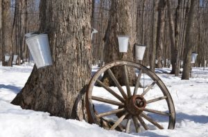 how is maple syrup made