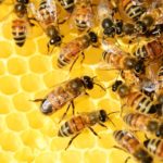 Are There Dead Bees in Raw Honey?